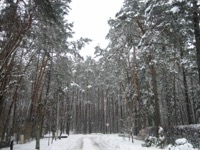 Vegetación nevada en Kulautuva